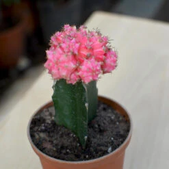 Titelseite -Plant Life Decor Shop Grafted Moon Cactus pink 2