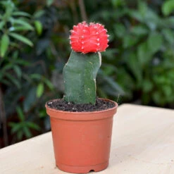 Grafted Red Moon Cactus Plant
