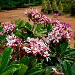 Plumeria Obtusa Dwarf Singapore Pink Champa Plant -Plant Life Decor Shop Grafted champa closeup