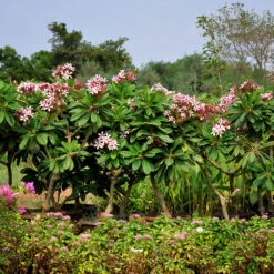 Plumeria Obtusa Dwarf Singapore Pink Champa Plant -Plant Life Decor Shop Grafted champa withenv