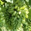 Grape Vine Grafted Seedless Variety Plant