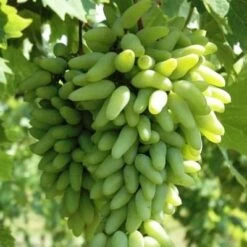 Grape Vine Grafted Seedless Variety Plant