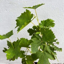 Grape Vine Grafted Seedless Variety Plant -Plant Life Decor Shop Grapevine