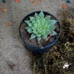 Graptopetalum Filiferum Succulent Plant