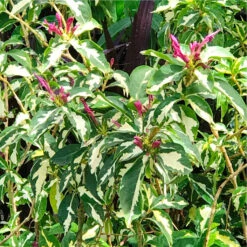 Graptophyllum Pictum Tricolor Plant