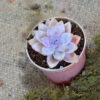Graptosedum Alpenglow Succulent Plant
