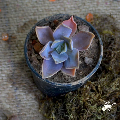 Graptoveria Fred Ives Succulent Plant