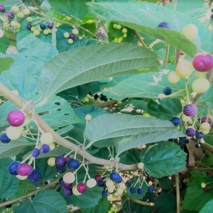 Grewia Asiatica Phalsa Plant 2 Grewia Asiatica Phalsa Plant - Image 2