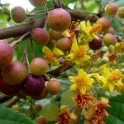 Grewia Asiatica Phalsa Plant 5 Grewia Asiatica Phalsa Plant -Plant Life Decor Shop Grewia Asiatica Phalsa2