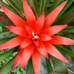 Guzmania Lingulata Plant