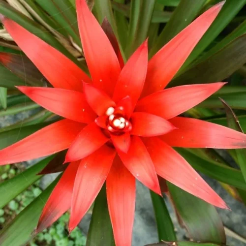 Guzmania Lingulata Plant