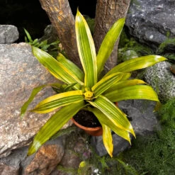 Guzmania Lingulata Variegated Plant