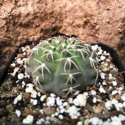 Gymnocalycium Chiquitanum X Hybrid Cactus Plant