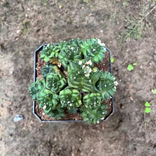 Gymnocalycium Kiko Cactus Plant -Plant Life Decor Shop Gymnocalciumkikko 1