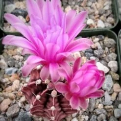Gymnocalycium Friedrichii Cactus Plant -Plant Life Decor Shop GymnocalyciumFriedrichii 1