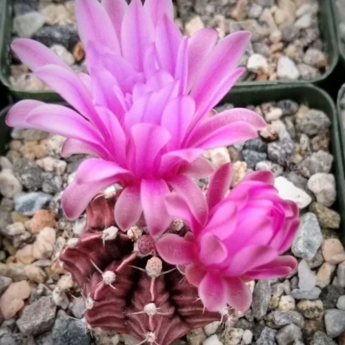 Gymnocalycium Friedrichii Cactus Plant -Plant Life Decor Shop GymnocalyciumFriedrichii 1