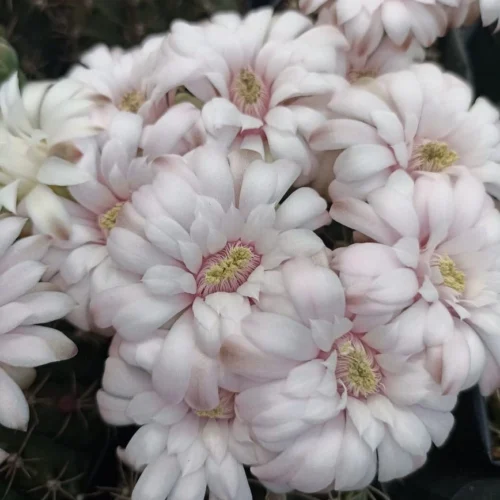 Gymnocalycium Mihanovichii Brown Cactus Plant -Plant Life Decor Shop GymnocalyciumMihanovichii White 1