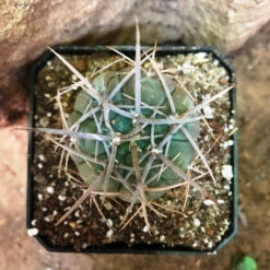 Gymnocalycium Spegazzinii Cactus Plant -Plant Life Decor Shop GymnocalyciumSpegazzinii 1