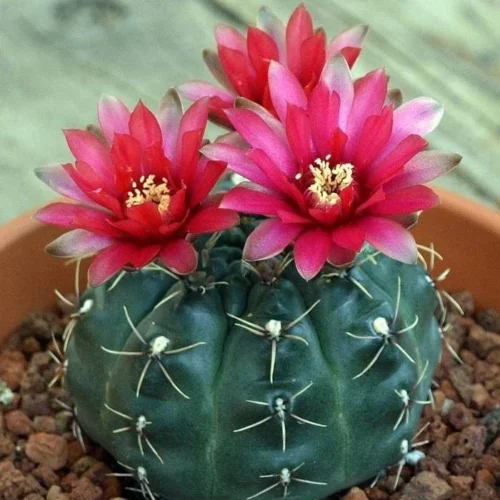 Gymnocalycium Baldianum Cactus Plant 10 Gymnocalycium Baldianum Cactus Plant -Plant Life Decor Shop Gymnocalycium Baldianum1