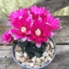 Gymnocalycium Baldianum Cactus Plant