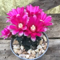 Gymnocalycium Baldianum Cactus Plant