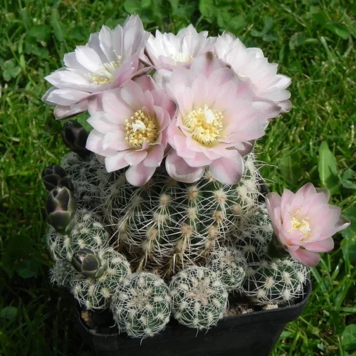 Gymnocalycium Bruchii Cactus Plant 7 Gymnocalycium Bruchii Cactus Plant -Plant Life Decor Shop Gymnocalycium bruchii FLOWER1