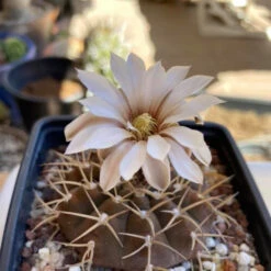 Gymnocalycium Bodenbenderianum X Hybrid Cactus Plant -Plant Life Decor Shop Gymnocalyciumbodenbenderianumxhybrid flower 1jpg