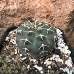 Gymnocalycium Ochoterenae Cactus Plant