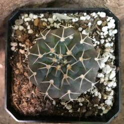 Gymnocalycium Ochoterenae Cactus Plant -Plant Life Decor Shop Gymnocalyciumochoterenae 2