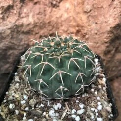 Gymnocalycium Ochoterenae Cactus Plant -Plant Life Decor Shop Gymnocalyciumochoterenae 3