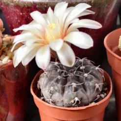 Gymnocalycium Ochoterenae Cactus Plant -Plant Life Decor Shop Gymnocalyciumochoterenae flower