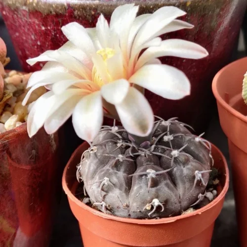Gymnocalycium Ochoterenae Cactus Plant -Plant Life Decor Shop Gymnocalyciumochoterenae flower