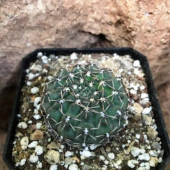 Gymnocalycium Quhilianum X Hybrid Cactus Plant