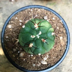 Gymnocalycium Saglionis Cactus Plant -Plant Life Decor Shop Gymnocalyciumsaglione 1