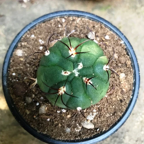 Gymnocalycium Saglionis Cactus Plant -Plant Life Decor Shop Gymnocalyciumsaglione 1