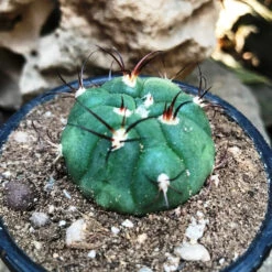 Gymnocalycium Saglionis Cactus Plant -Plant Life Decor Shop Gymnocalyciumsaglione 2