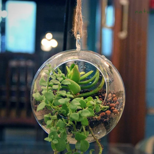 Medium Round Globe Hanging Planter