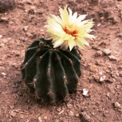 Thelocactus Setispinus Miniature Barrel Cactus Plant -Plant Life Decor Shop Hametocactus Setispinus