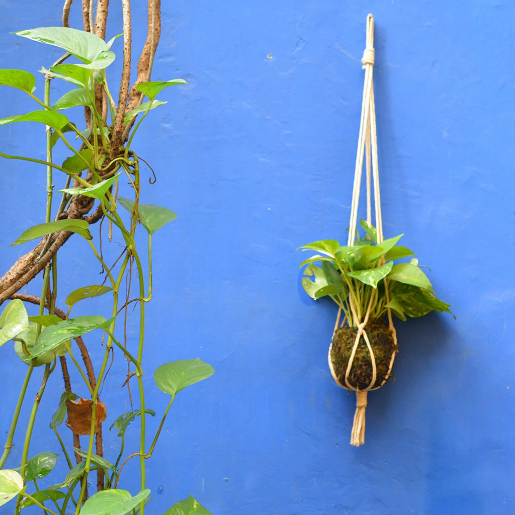 Kokedama Moss Ball Hanging Pothos Plant 1 Kokedama Moss Ball Hanging Pothos Plant