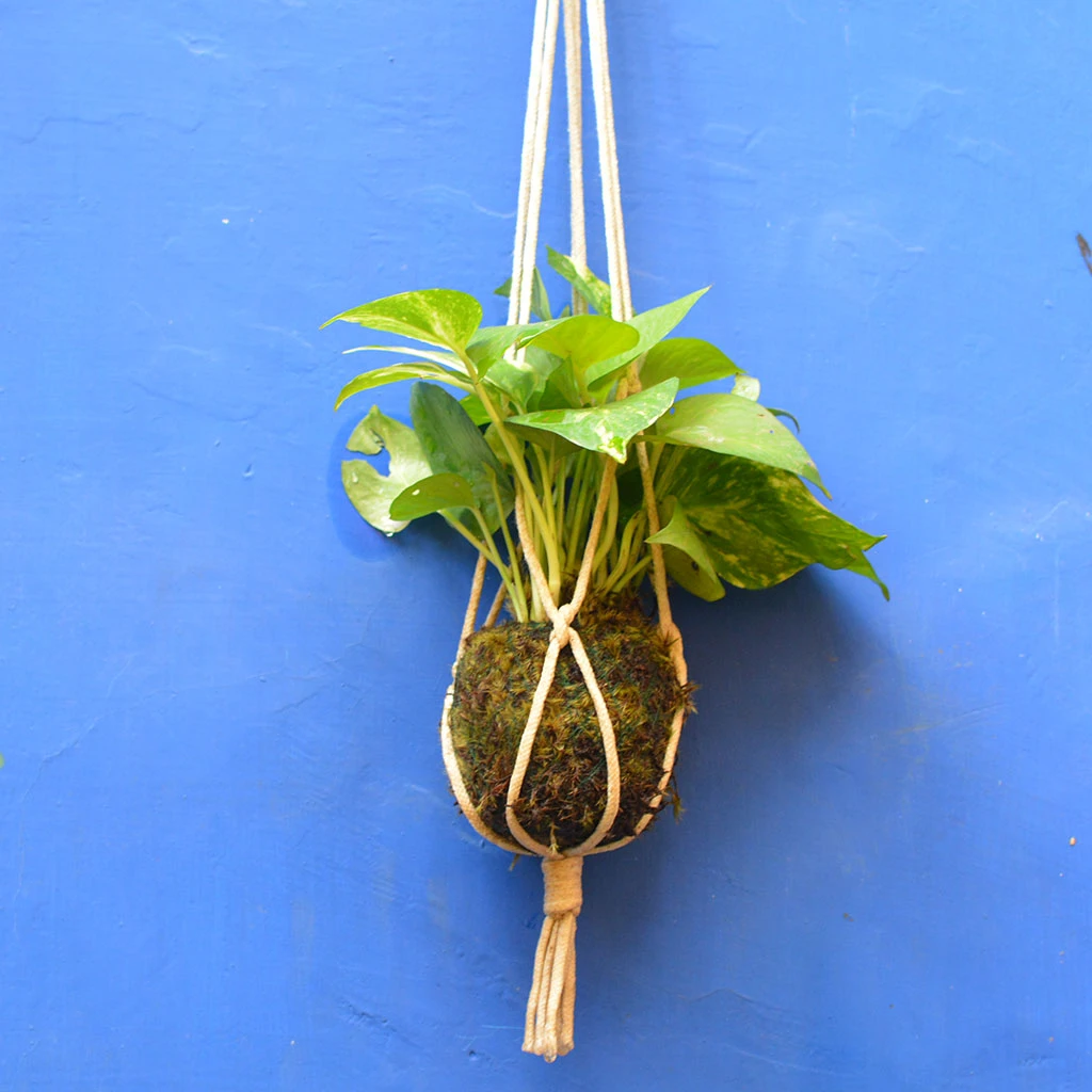 Kokedama Moss Ball Hanging Pothos Plant 2 Kokedama Moss Ball Hanging Pothos Plant - Image 2