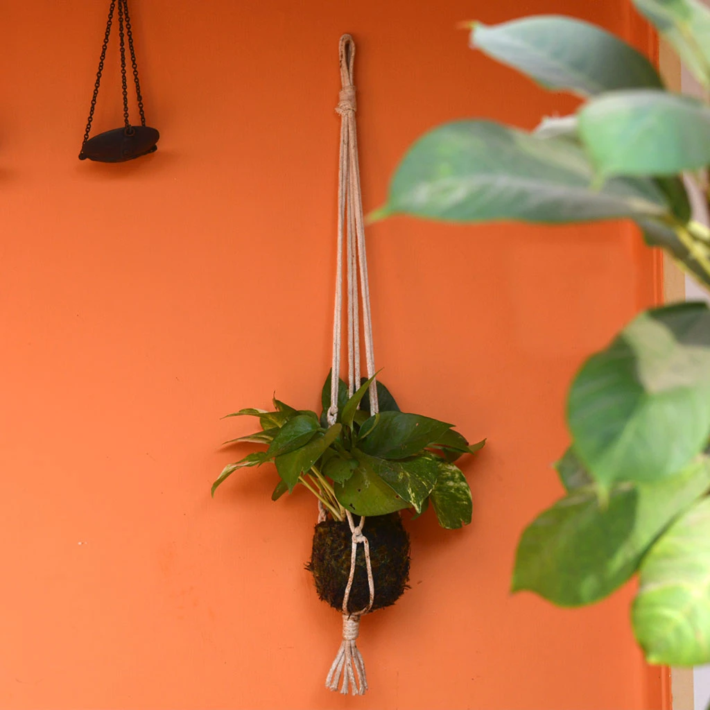 Kokedama Moss Ball Hanging Pothos Plant 3 Kokedama Moss Ball Hanging Pothos Plant - Image 3