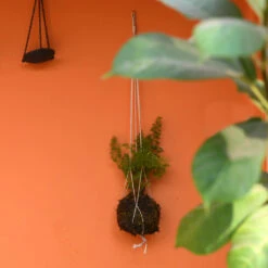 Kokedama Moss Ball Hanging Foxtail Fern Plant -Plant Life Decor Shop Hanging foxtail fern 3