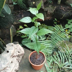 Harshringar Parijat Plant -Plant Life Decor Shop Har shringar 2