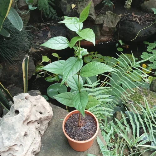 Harshringar Parijat Plant -Plant Life Decor Shop Har shringar 2