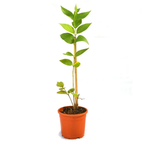 Harshringar Parijat Plant -Plant Life Decor Shop Har shringar 5