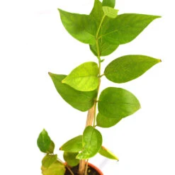 Harshringar Parijat Plant -Plant Life Decor Shop Har shringar 6