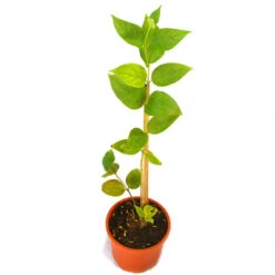 Harshringar Parijat Plant -Plant Life Decor Shop Har shringar 7
