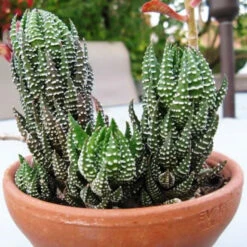 Haworthia Reinwardtii Succulent Plant -Plant Life Decor Shop Haworthia reinwardtii Zebra Wart