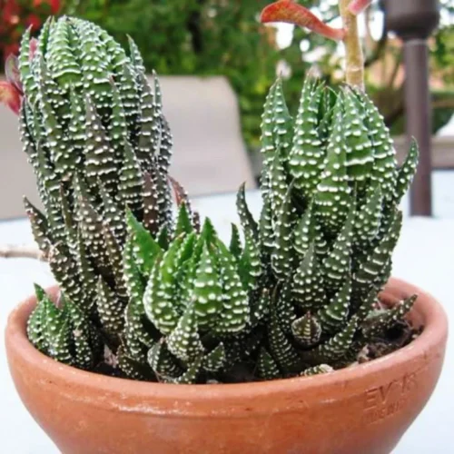 Haworthia Reinwardtii Succulent Plant -Plant Life Decor Shop Haworthia reinwardtii Zebra Wart