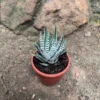 Haworthia Fasciata Alba Succulent Plant
